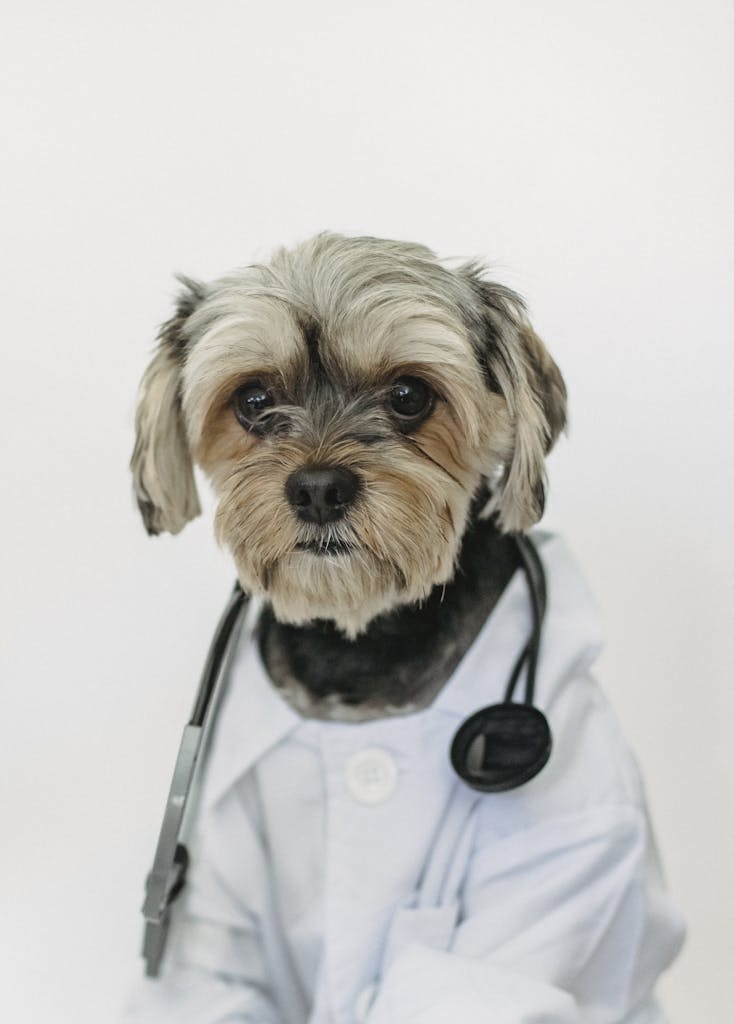 Adorable Yorkshire Terrier in a doctor's coat, complete with stethoscope, on white background.